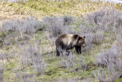 Grizzly Bear May 2025